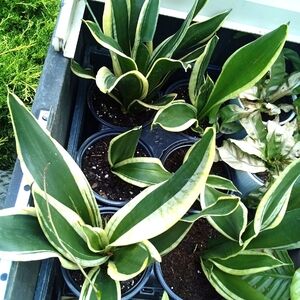 Variegated Snake Plant Small